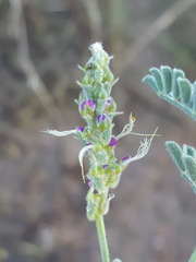 Dalea lanata terminalis