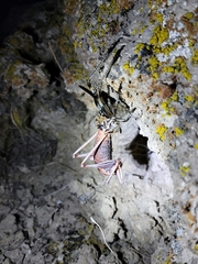 Anabrus simplex