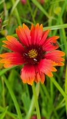 Gaillardia amblyodon