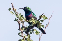 Cinnyris mariquensis