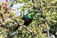 Cinnyris mariquensis