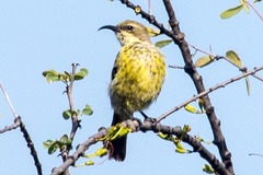 Cinnyris mariquensis