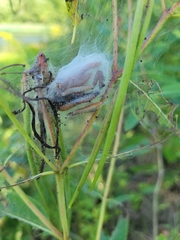 Saucrobotys futilalis