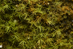 Bartramia pomiformis
