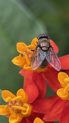 Lucilia