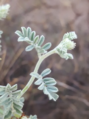 Dalea lanata terminalis