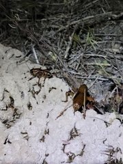Anabrus simplex