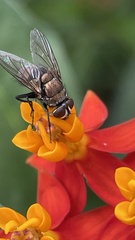 Lucilia