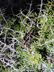 Anabrus simplex