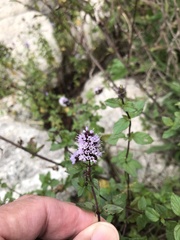 Origanum vulgare