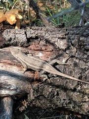 Sceloporus virgatus