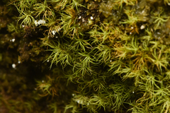 Bartramia pomiformis