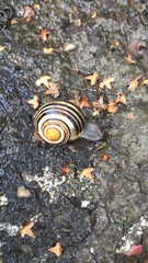 Cepaea