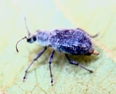 Cyrtepistomus castaneus