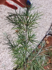 Cedrus