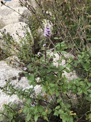 Origanum vulgare