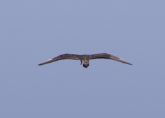 Stercorarius longicaudus