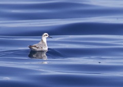 Phalaropus fulicarius