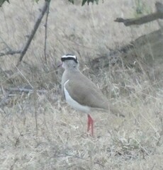 Vanellus coronatus