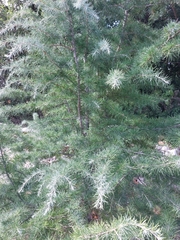 Cedrus
