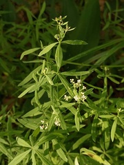 Galium intermedium