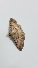 Polydesma boarmoides