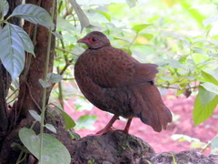 Galloperdix spadicea