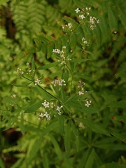 Galium intermedium