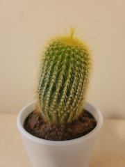 Parodia lenninghausii