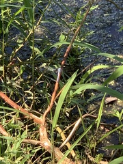 Anax imperator