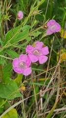 Agalinis heterophylla
