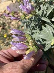 Penstemon lyallii