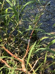 Anax imperator