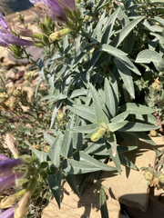 Penstemon lyallii