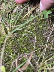 Hygroamblystegium varium