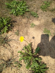 Taraxacum officinale