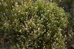 Helichrysum teretifolium