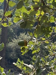 Quercus berberidifolia