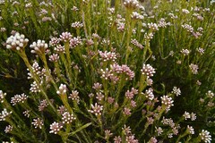 Helichrysum teretifolium
