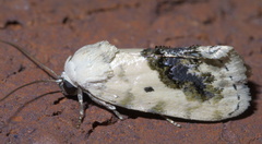 Ponometia erastrioides