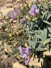 Penstemon lyallii