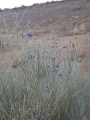 Psorothamnus scoparius