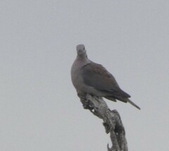 Streptopelia capicola