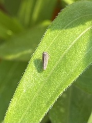 Agallia quadripunctata