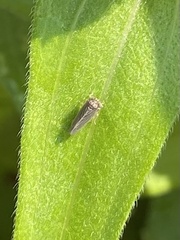 Agallia quadripunctata