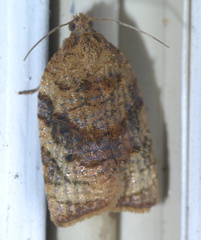 Platynota flavedana