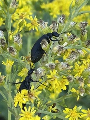 Tenebrionoidea