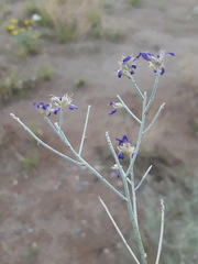 Psorothamnus scoparius