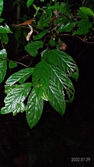 Maesa perlaria formosana