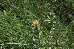 Castilleja unalaschcensis
